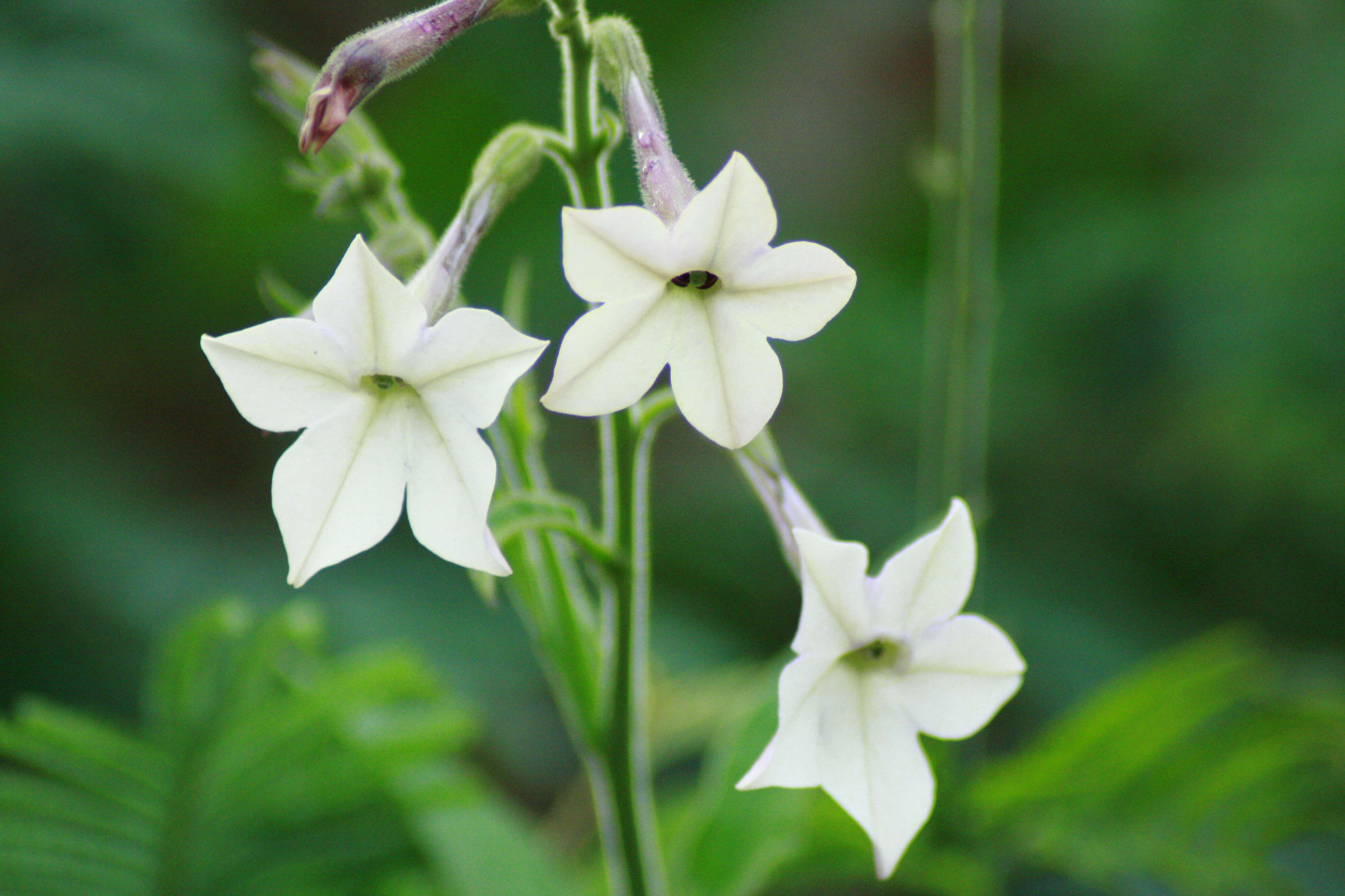 Image of jasmine tobacco