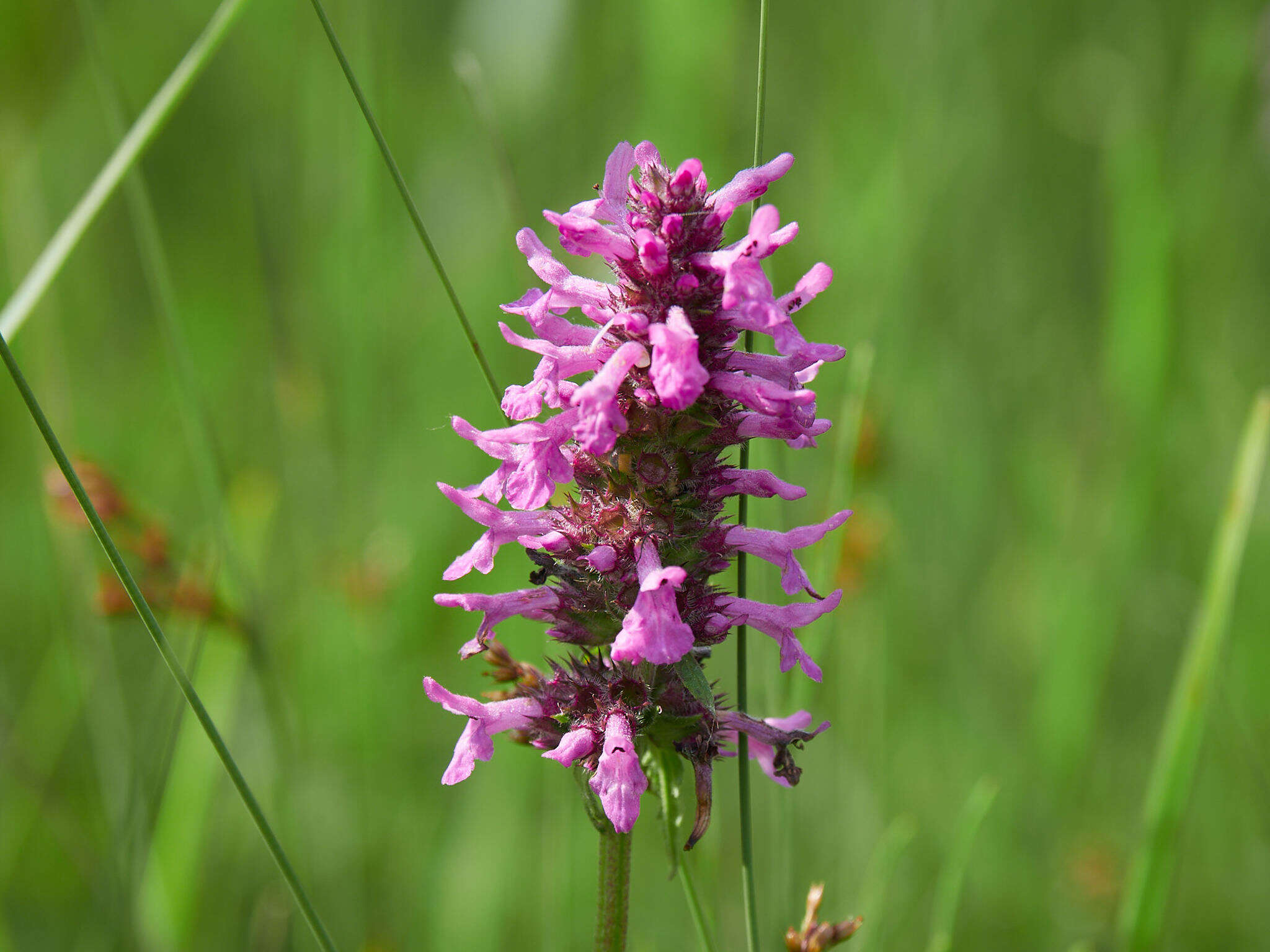 Image de Betonica officinalis L.