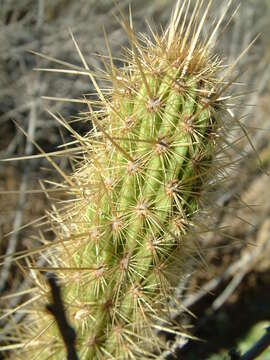 Image of snakecactus