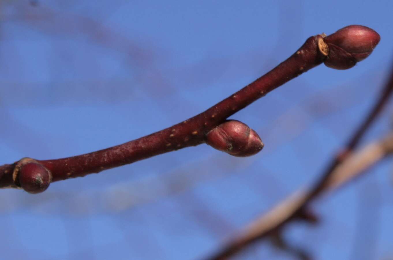 Image of Littleleaf Linden