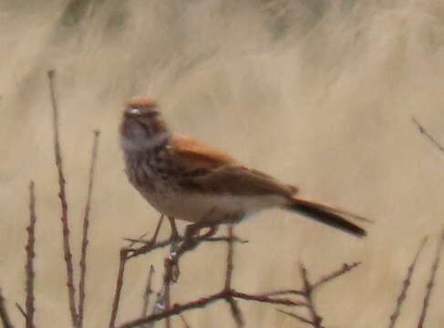 Image of Red Lark