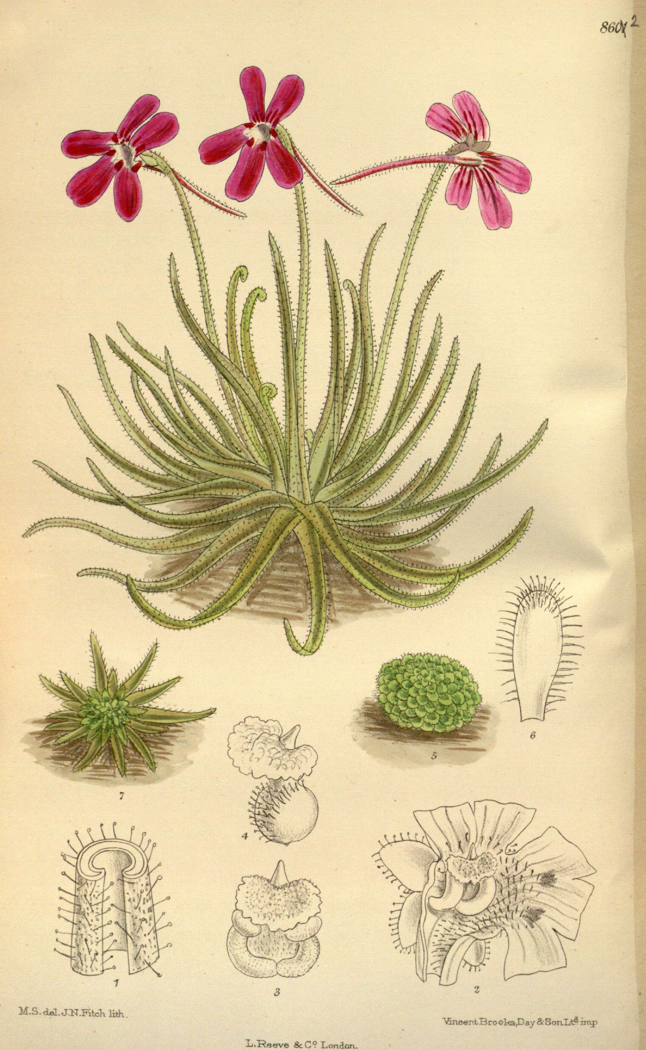 Image of Pinguicula gypsicola T. S. Brandeg.