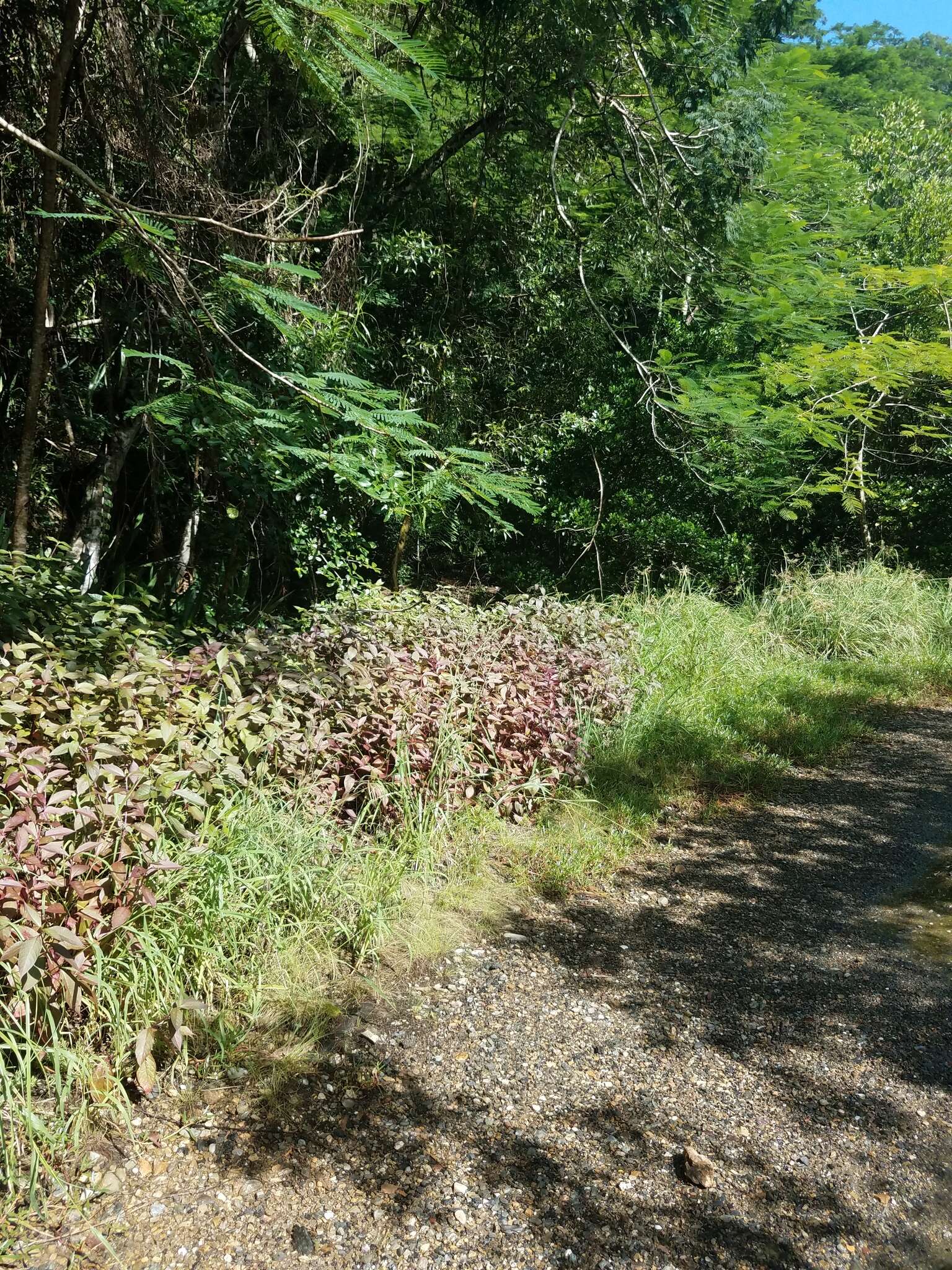 Image of Brazilian joyweed