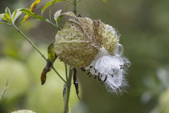 Image of Balloon cotton bush