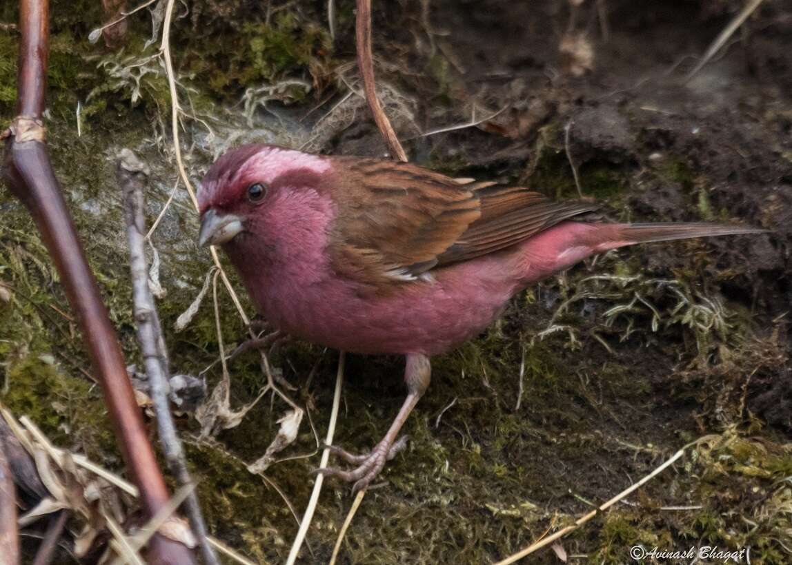 Image of Pink-browed Rosefinch