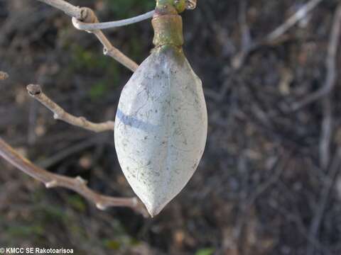 Image of Adenia cladosepala (Baker) Harms