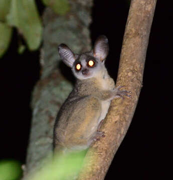 Image de Galago du Sénégal