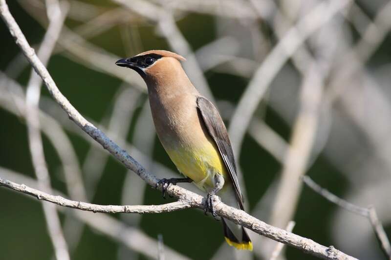 Image of Waxwing