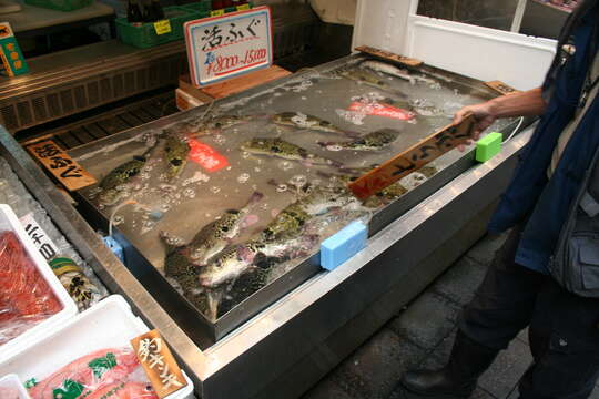 Image of Japanese Pufferfish