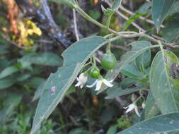 Image de Solanum stuckertii Bitter