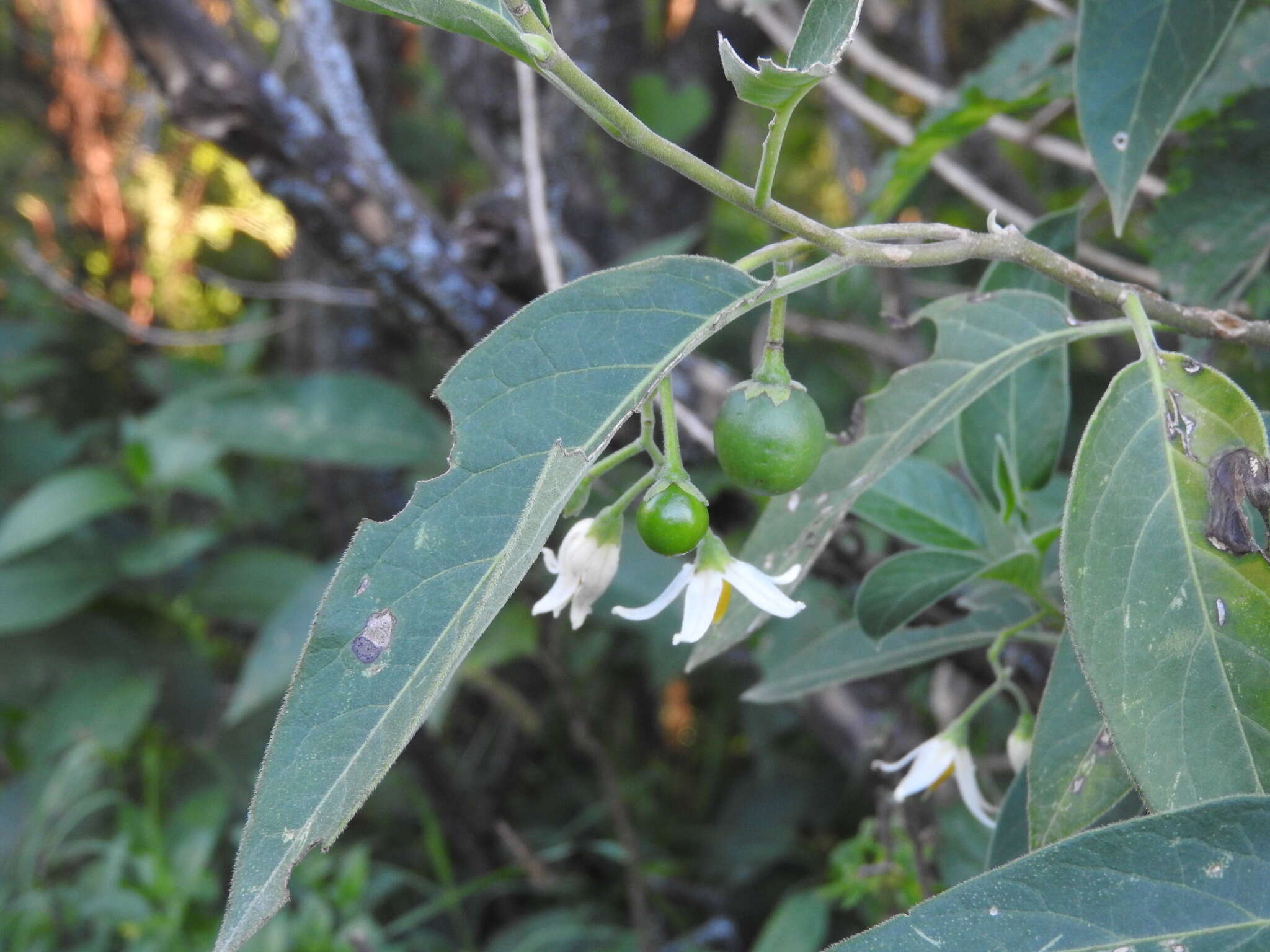 Image de Solanum stuckertii Bitter