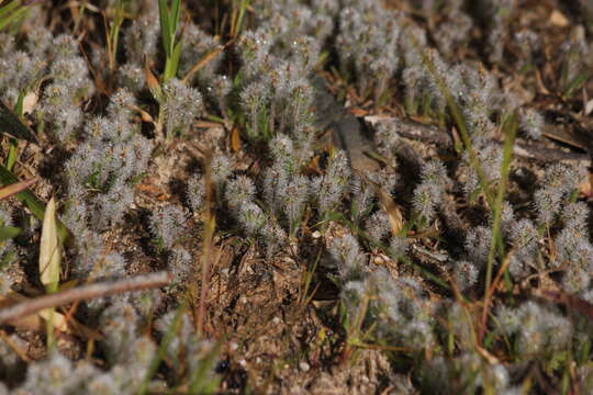 Image of Plantago bellardii All.