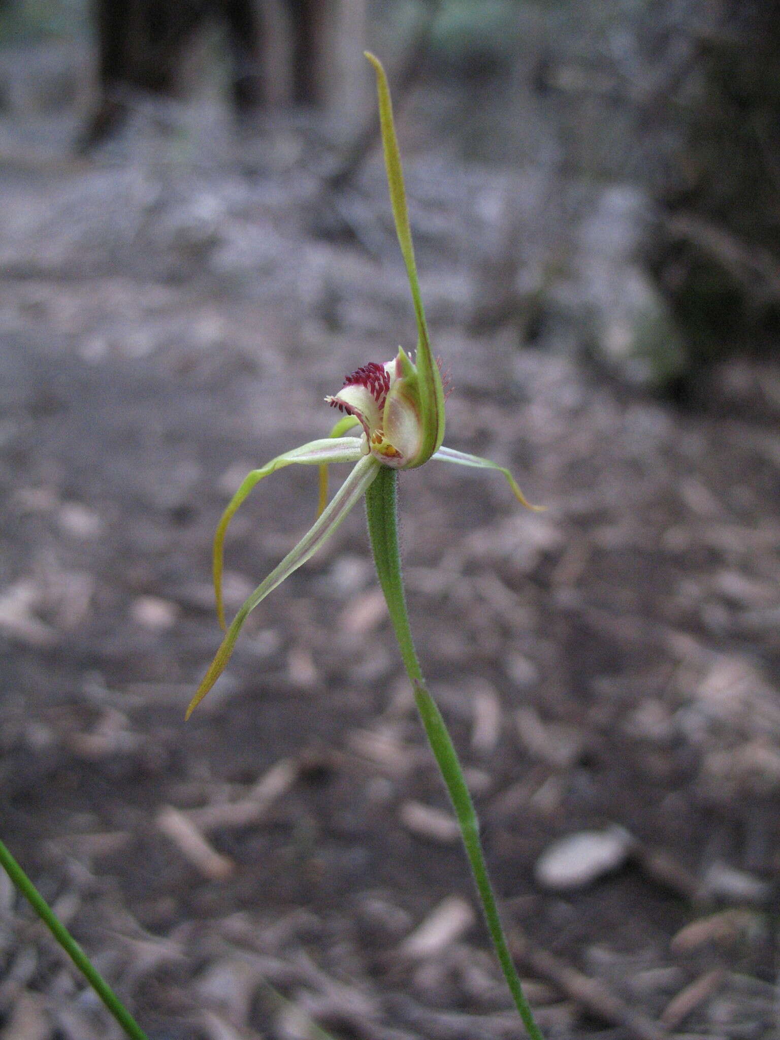 Image of Clubbed spider orchid