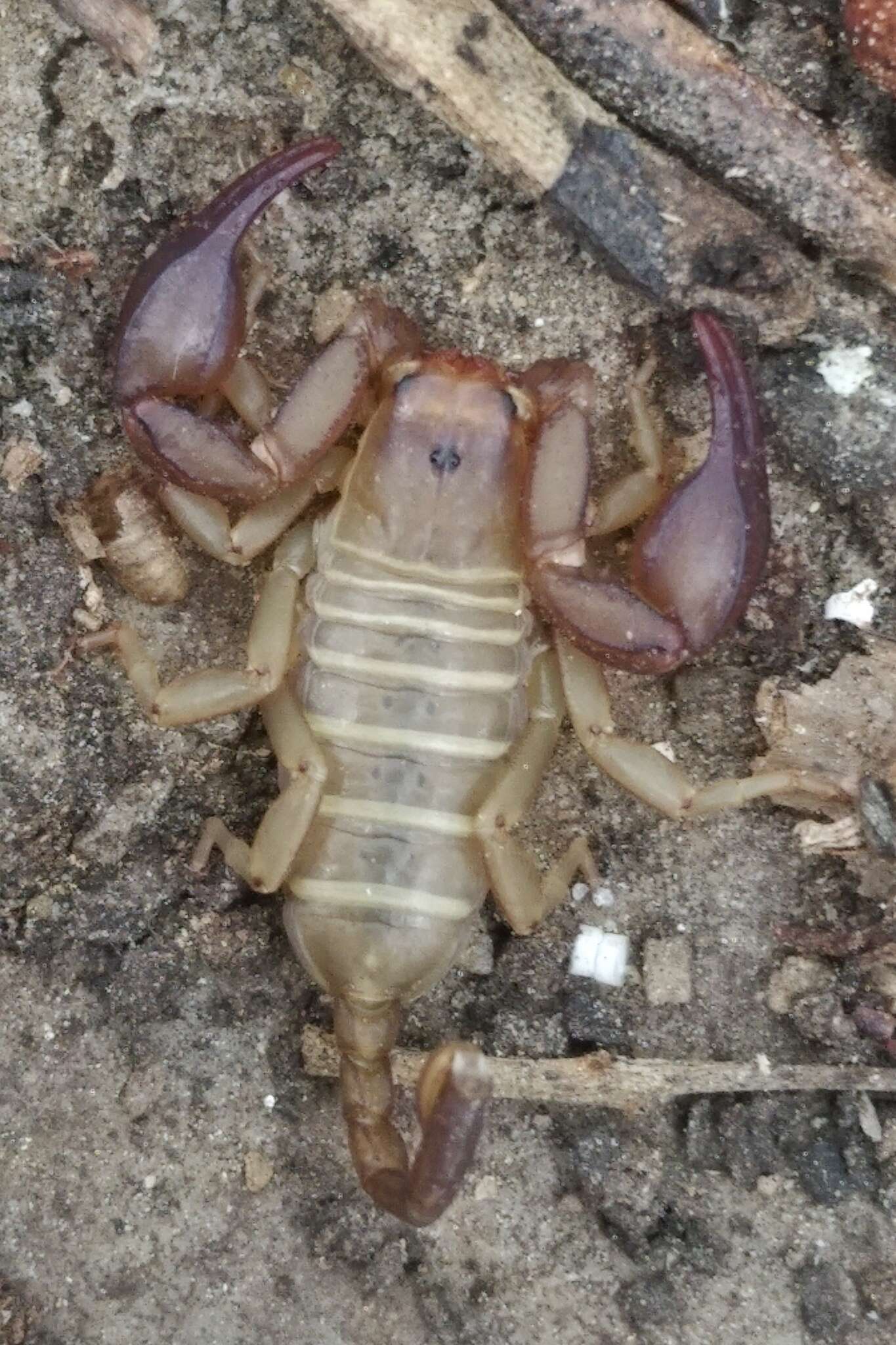 Euscorpius balearicus Caporiacco 1950 resmi