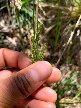 Imagem de Carex mendocinensis Olney ex Boott