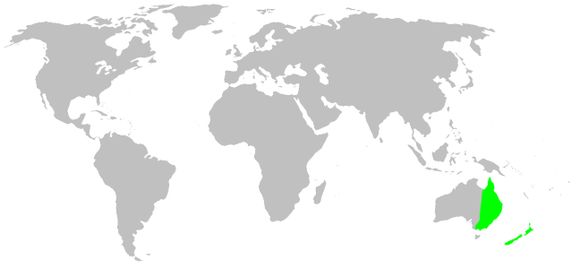 Map of gradungulid spiders