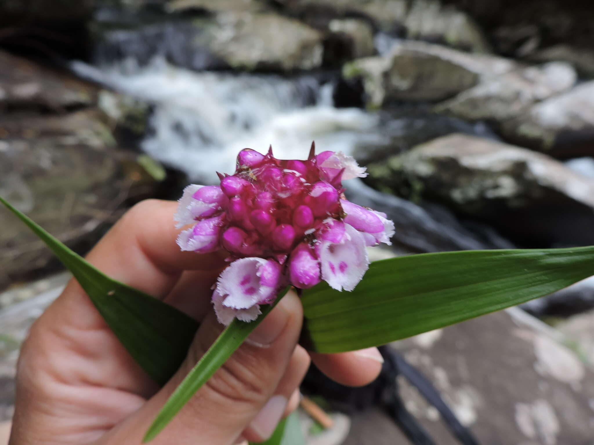 Imagem de Elleanthus brasiliensis (Lindl.) Rchb. fil.