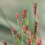 Image of Allocasuarina misera L. A. S. Johnson