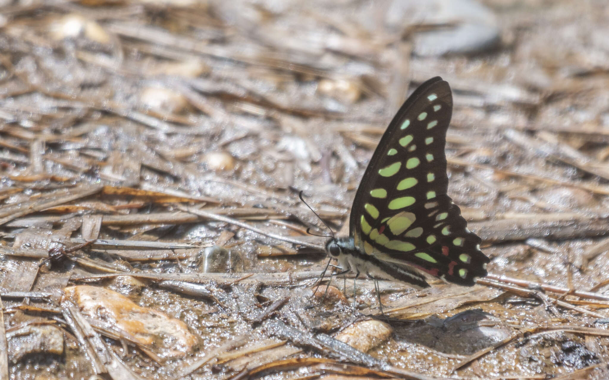 Image de Graphium arycles (Boisduval 1836)