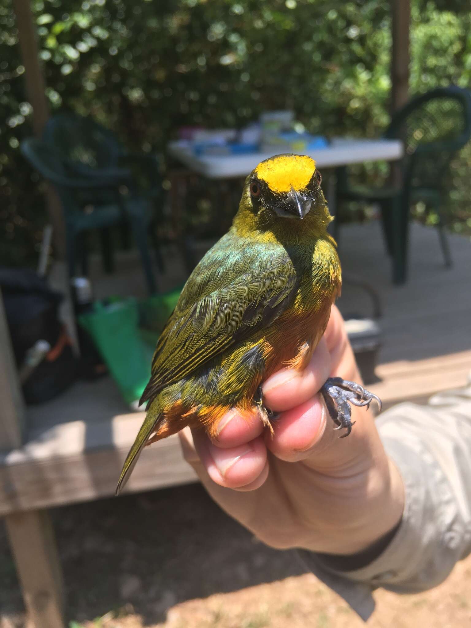 Image of Olive-backed Euphonia