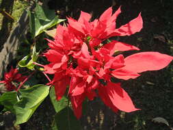 Image of poinsettia