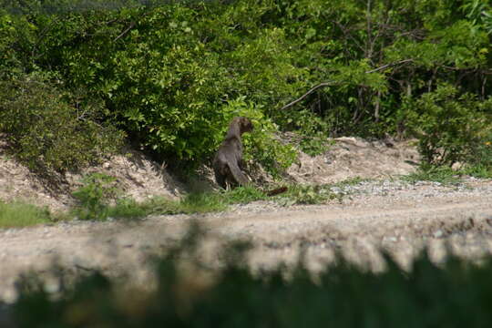 Image of Jaguarundi