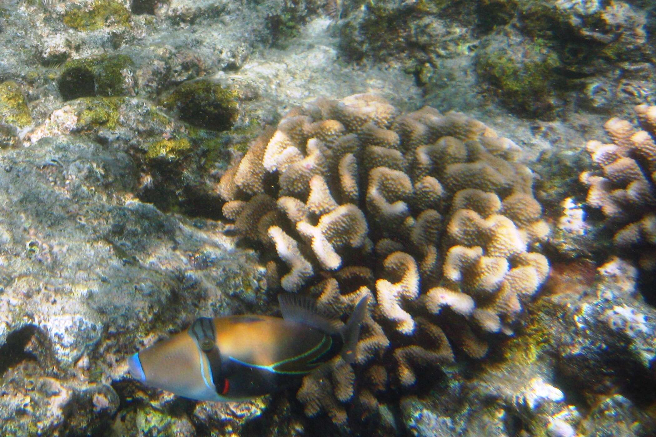 Image of Reef triggerfish