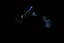 Image of Coves' Horned Anglerfish