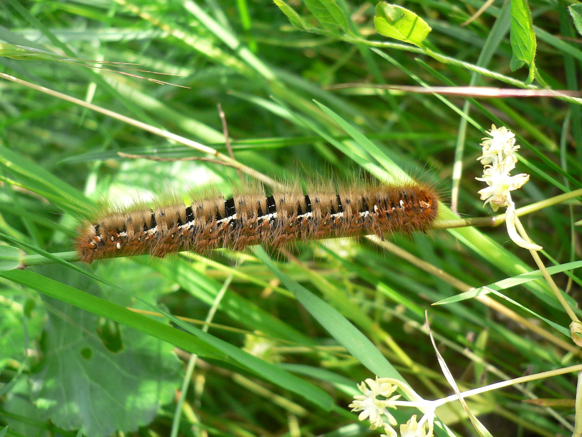 Image of oak eggar