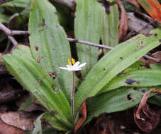 Image of Hypoxis membranacea Baker