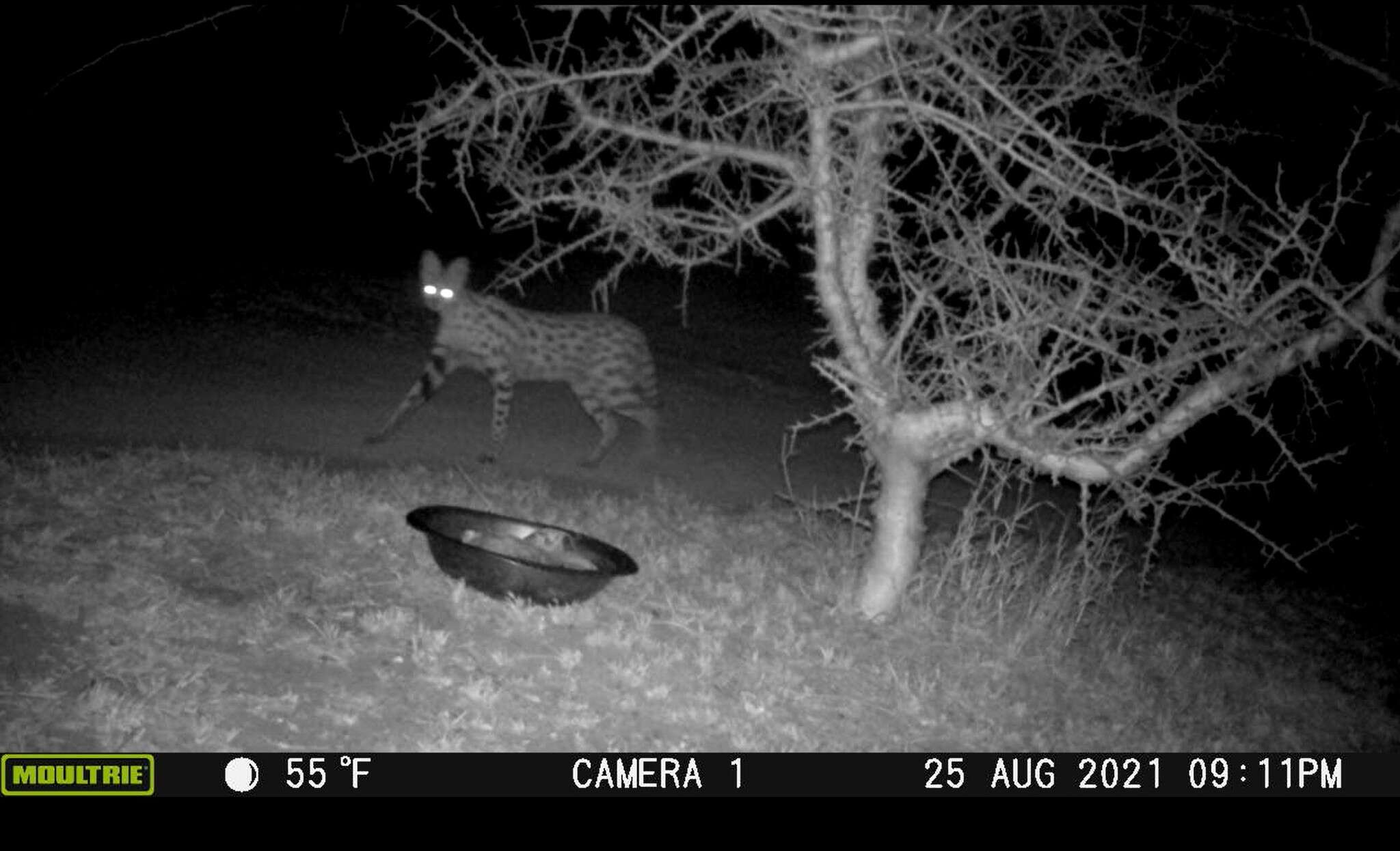 صورة Leptailurus serval lipostictus (Pocock 1907)