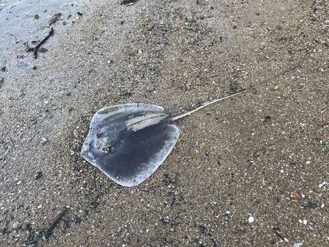 Image of Bennett's stingray