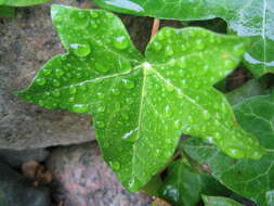 Image of English ivy