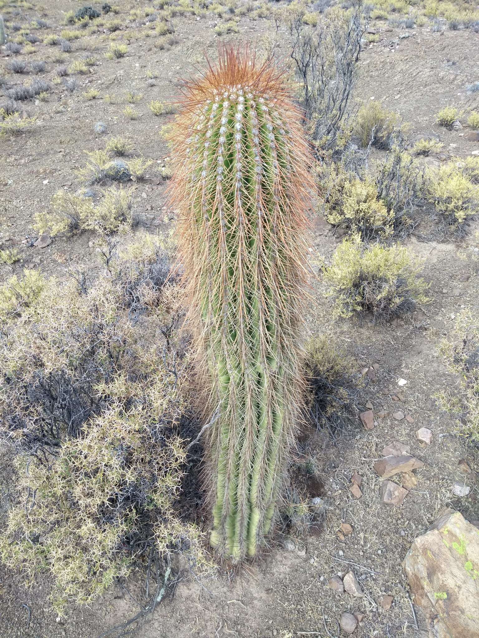 Imagem de Echinopsis tarijensis (Vaupel) H. Friedrich & G. D. Rowley