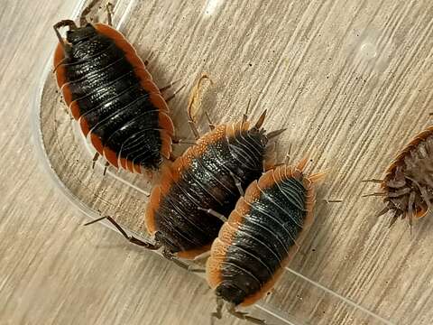 Image of Porcellio duboscqui Paulian de Félice 1941