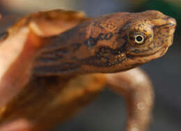 Image of Asian Leaf Turtle