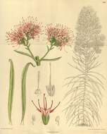 Image of Echium wildpretii H. H. W. Pearson ex Hook. fil.