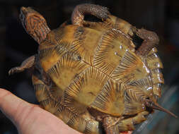 Image of Asian Leaf Turtle