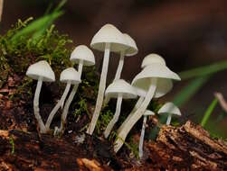 Image of Hemimycena lactea (Pers.) Singer 1938