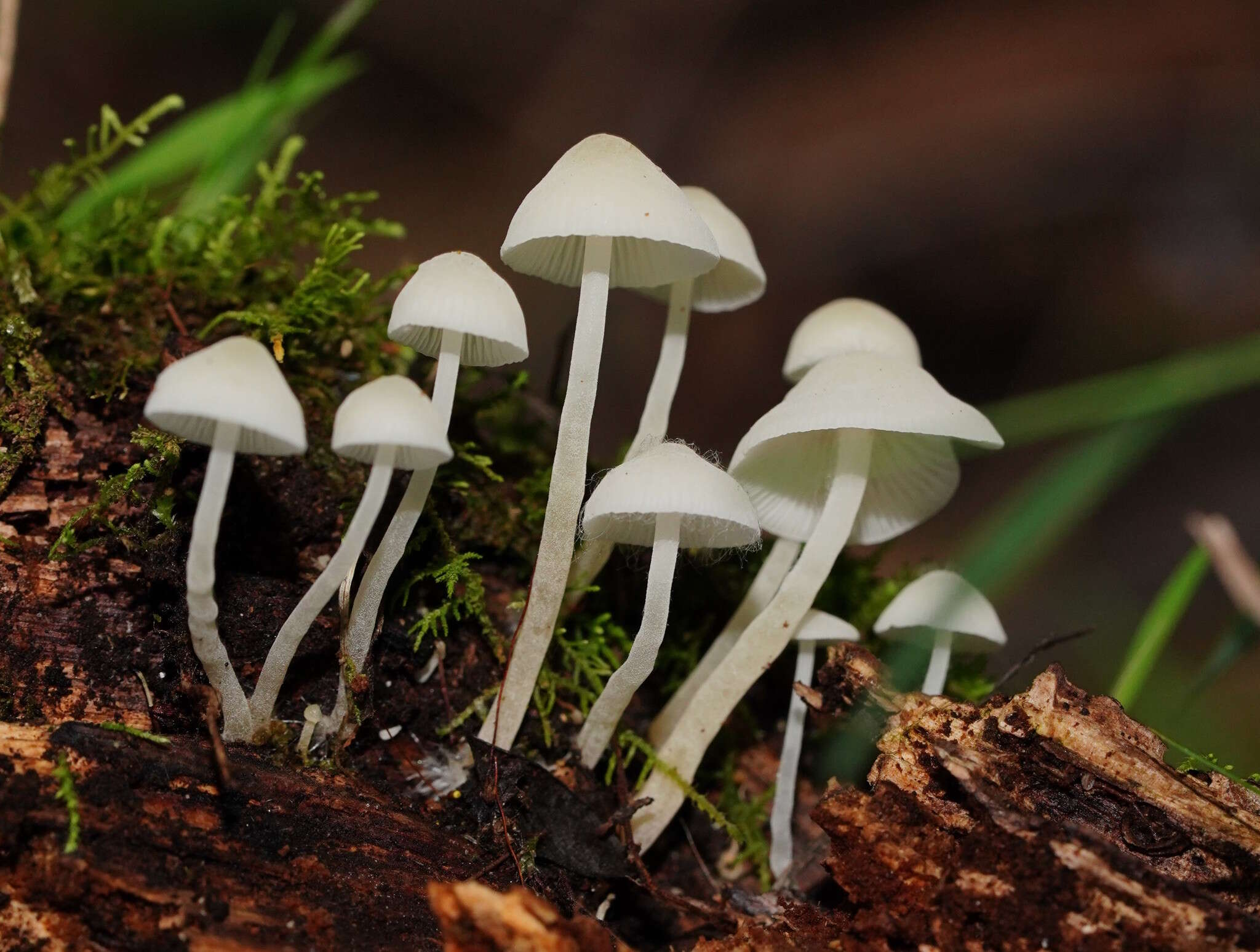 Image of Hemimycena lactea (Pers.) Singer 1938