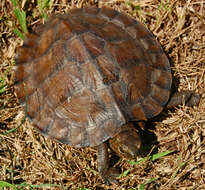 Image of Asian Leaf Turtle