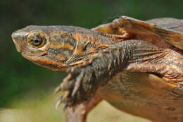 Image of Asian leaf turtle