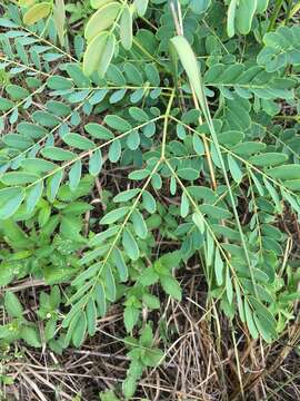 Image de Albizia kalkora (Roxb.) Prain