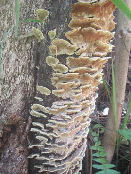 Image of Flavodon flavus (Klotzsch) Ryvarden 1973