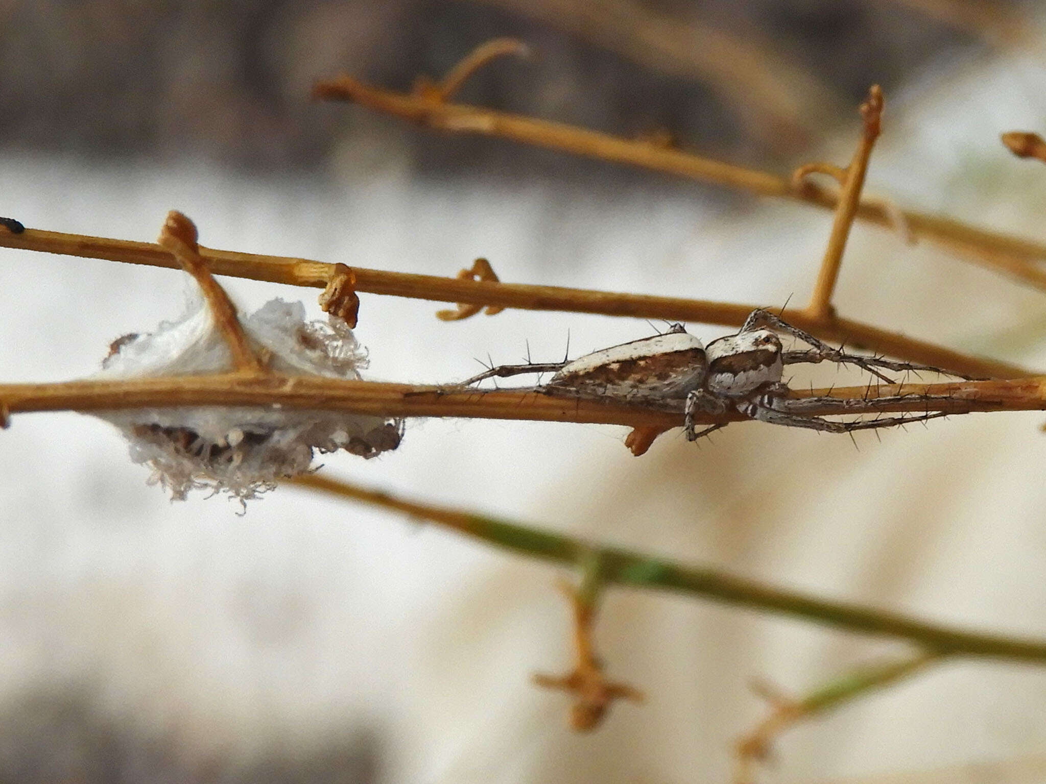 Image of Oxyopes tridens Brady 1964