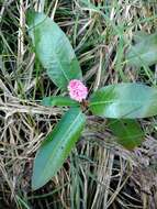 Image of water smartweed