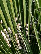 Image of Mediterranean Coastal Snail