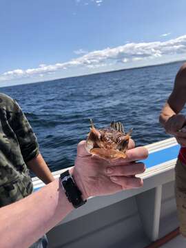 Image of Longhorn sculpin