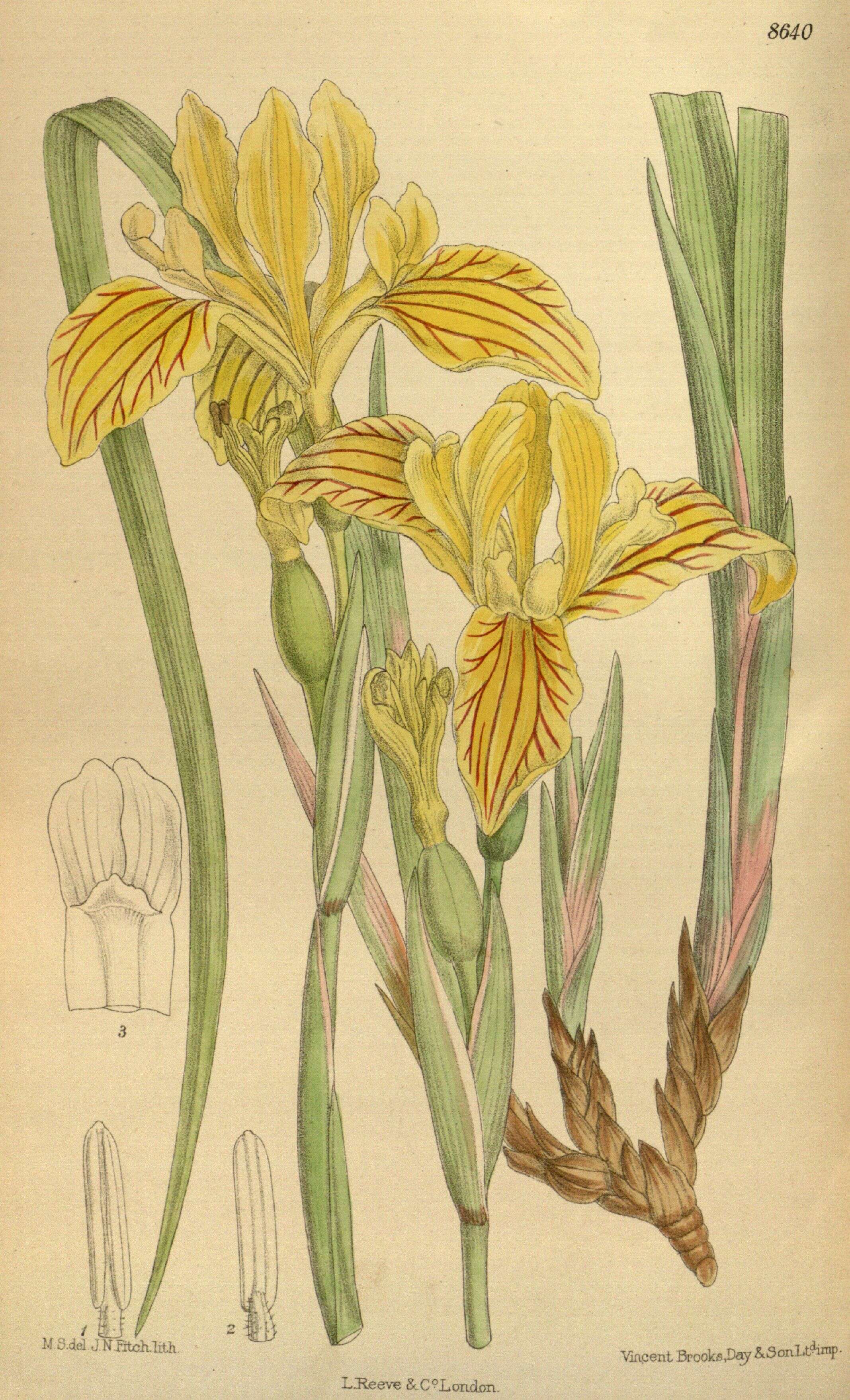 Image of Siskiyou iris