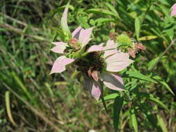 Image of spotted beebalm